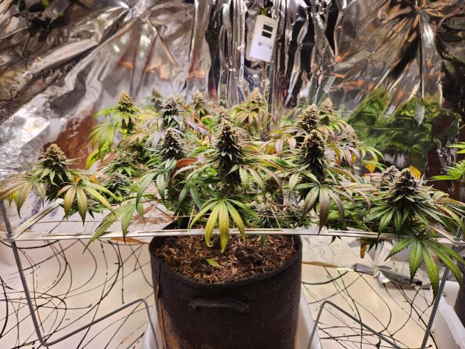 Cherry High. Week 16