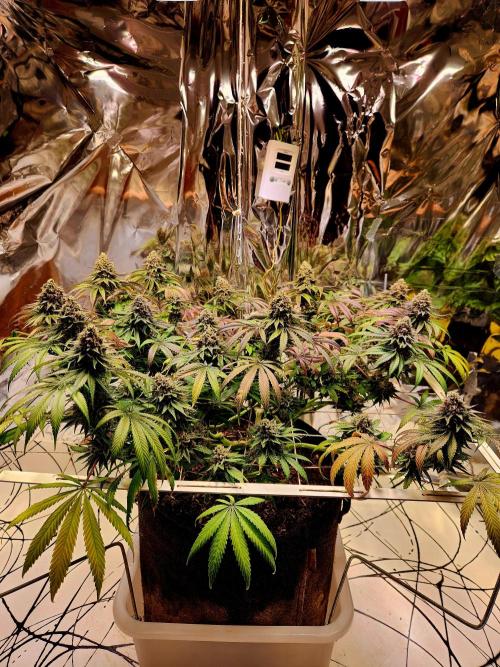 Cherry High. Week 16