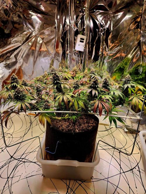 Cherry High. Week 16