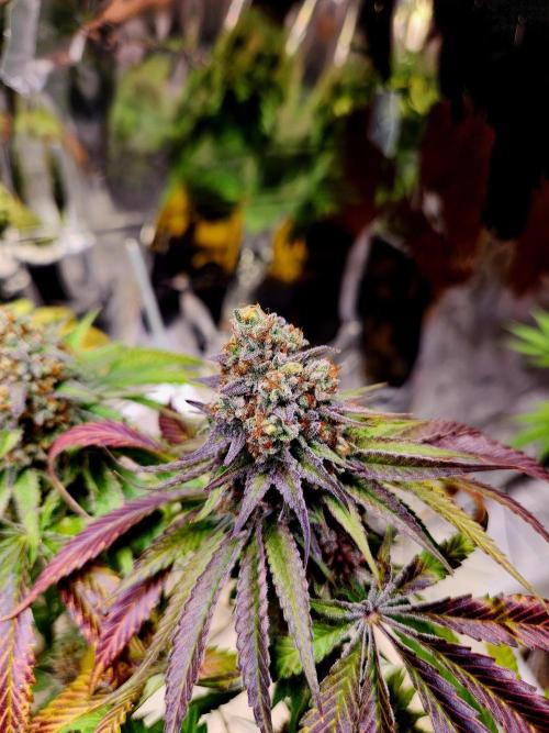 Cherry High. Week 16