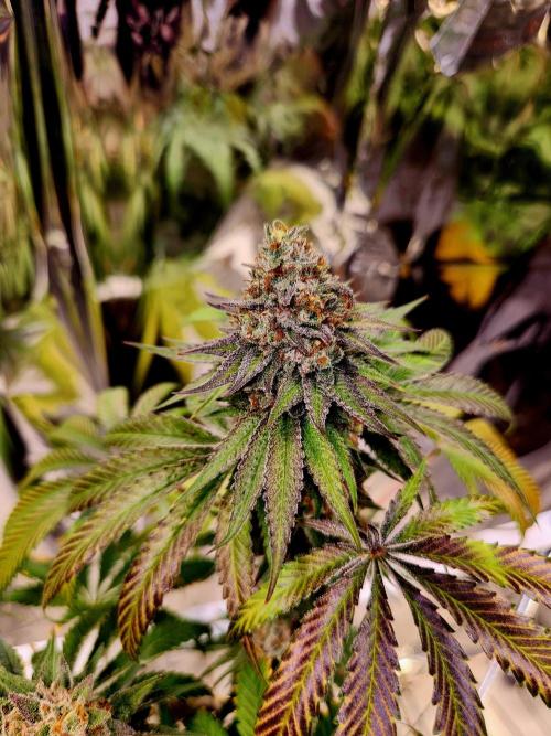 Cherry High. Week 16