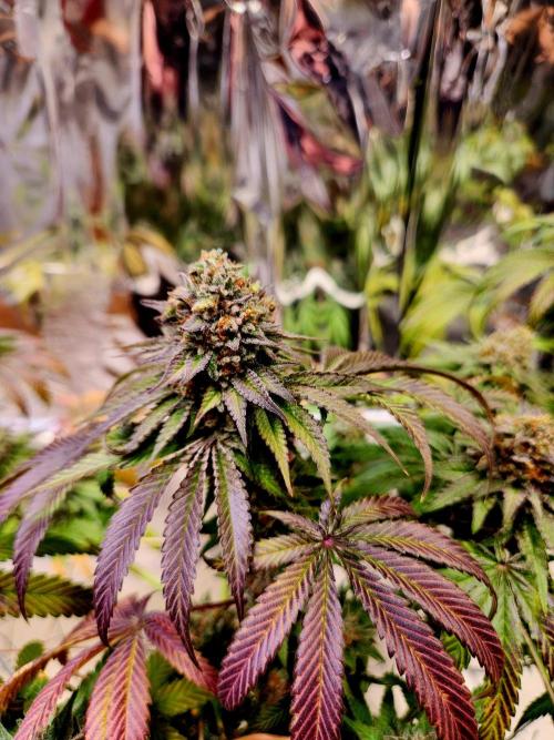 Cherry High. Week 16