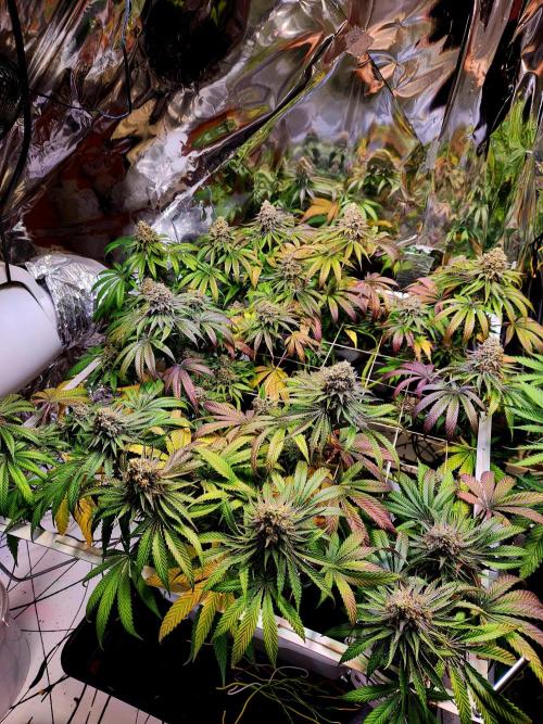 Cherry High. Week 16