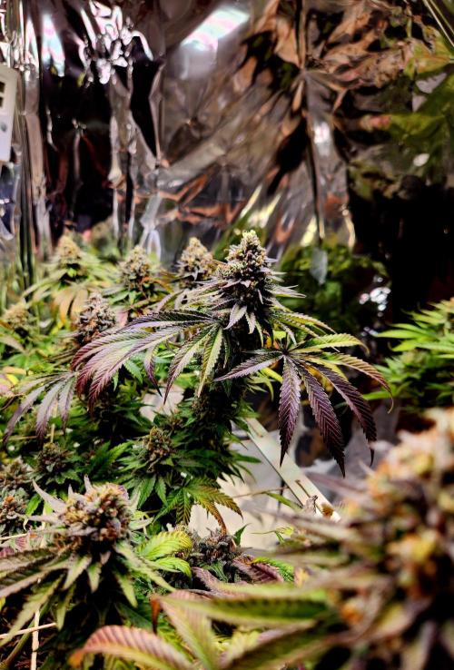 Cherry High. Week 16