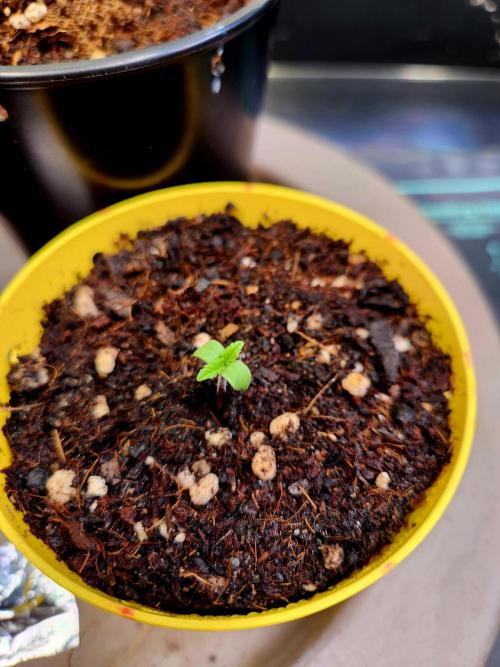 Fruits for summer I. Week 0