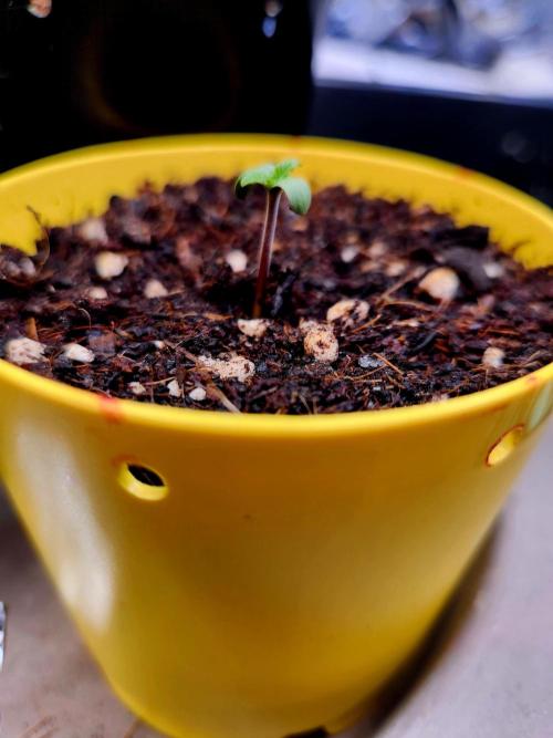 Fruits for summer I. Week 0