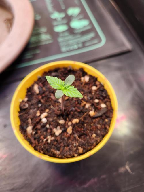 Fruits for summer I. Week 0