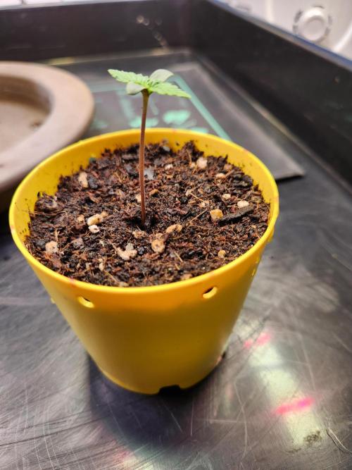 Fruits for summer I. Week 0