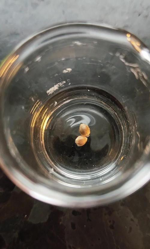 Fruits for summer II