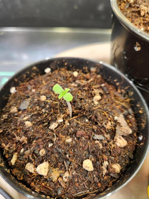 Fruits for summer II. Week 0