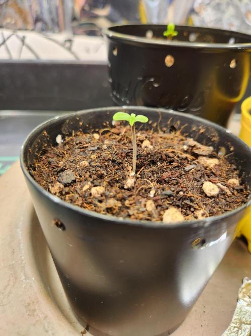 Fruits for summer II. Week 0