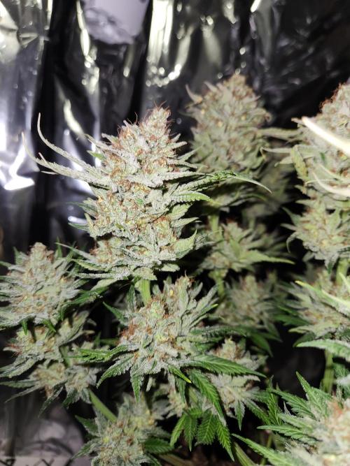 Cream Caramel. Week 17