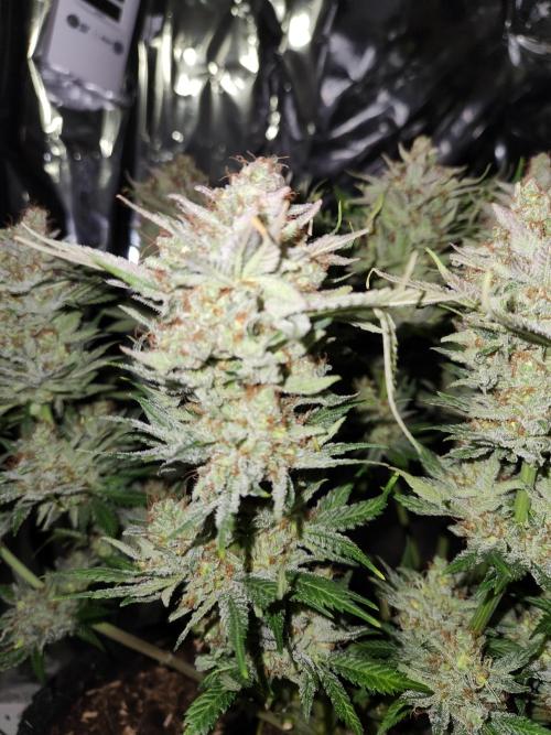 Cream Caramel. Week 17