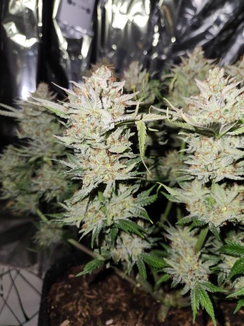 Cream Caramel. Week 17