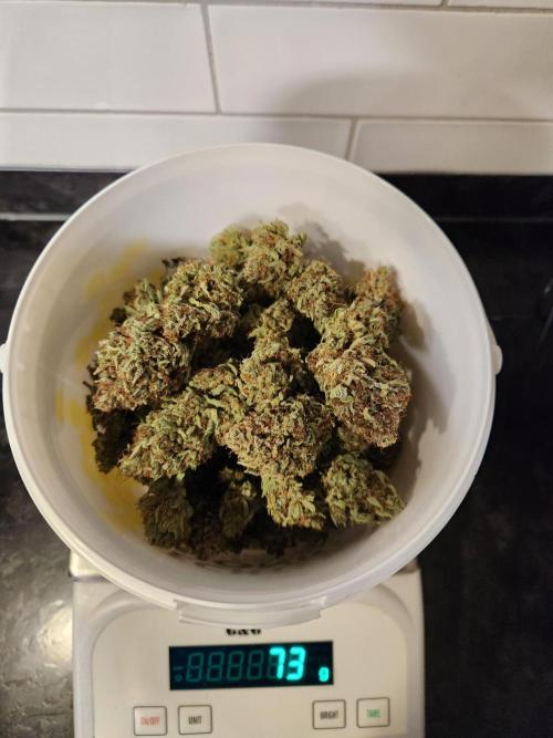 Cream Caramel. Week 17