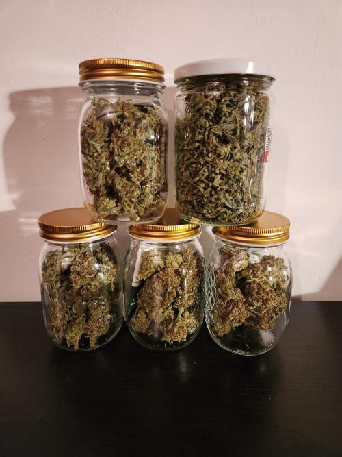 Cream Caramel. Week 17