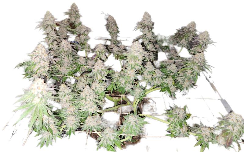 Cherry High. Week 17