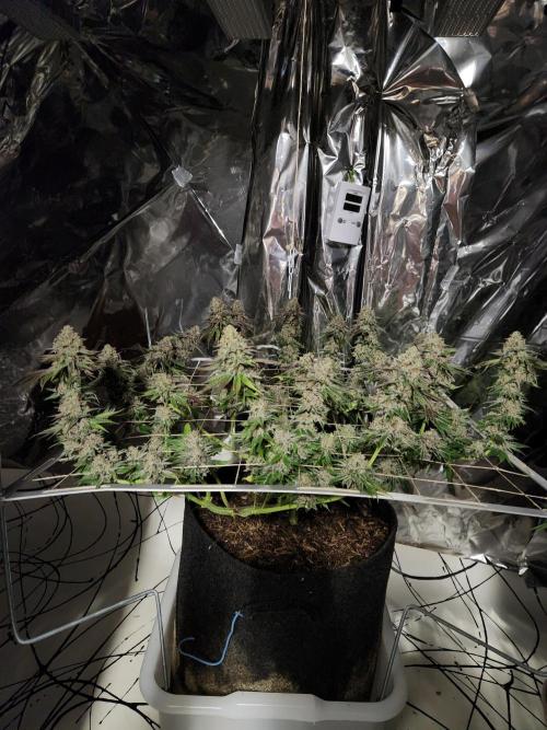 Cherry High. Week 17