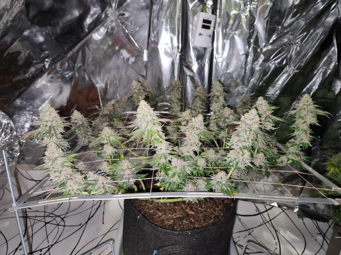 Cherry High. Week 17