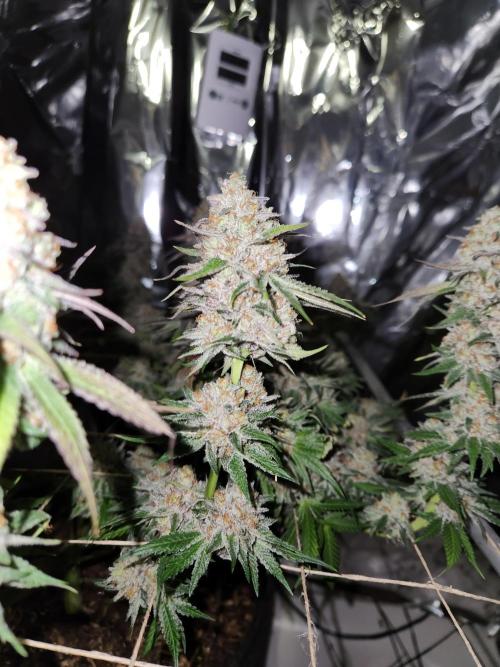 Cherry High. Week 17