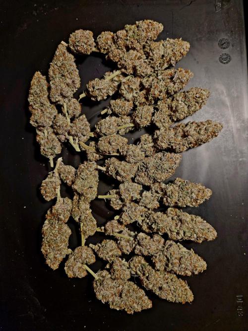 Cherry High. Week 17