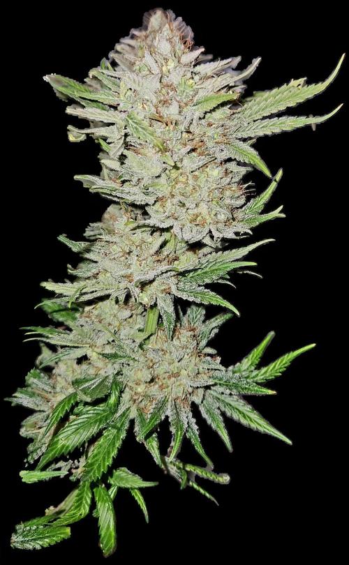 Cream Caramel. Week 17