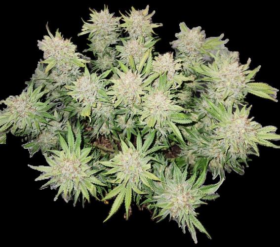 Cream Caramel. Week 17