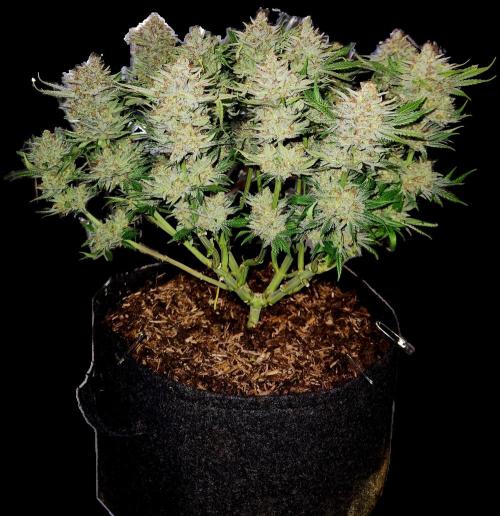 Cream Caramel. Week 17