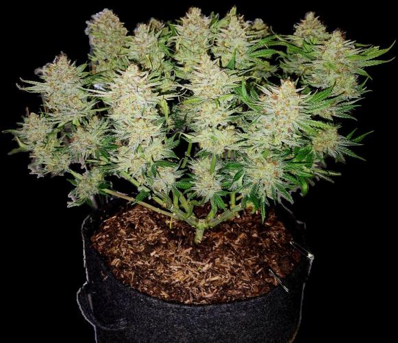 Cream Caramel. Week 17