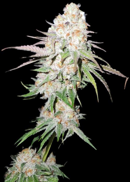 Cherry High. Week 17