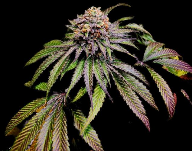 Cherry High. Week 16