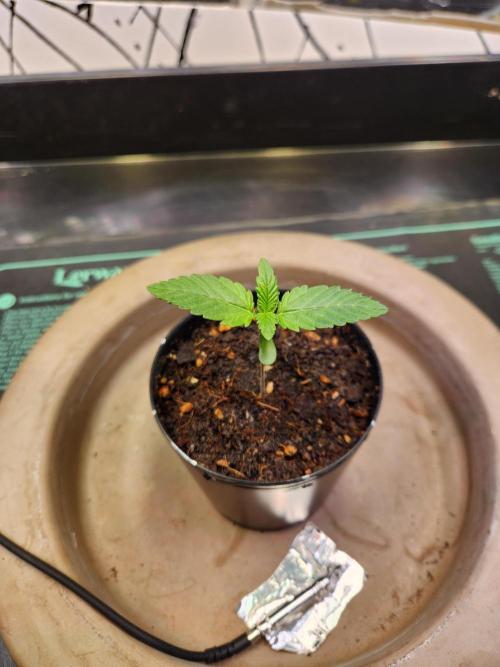 Fruits for summer II. Week 1