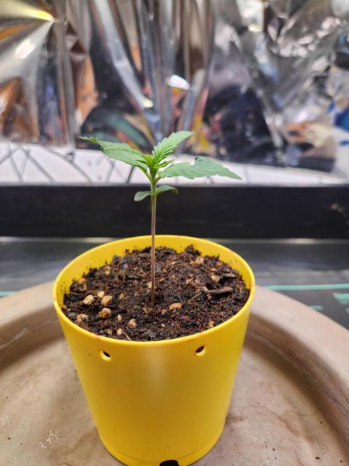 Fruits for summer I. Week 1