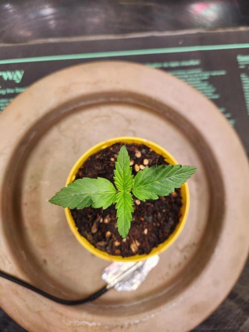 Fruits for summer I. Week 1