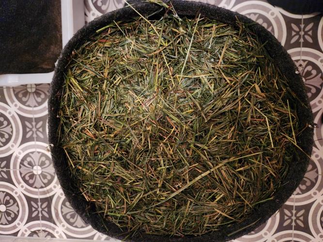 Fruits for summer I. Week 1