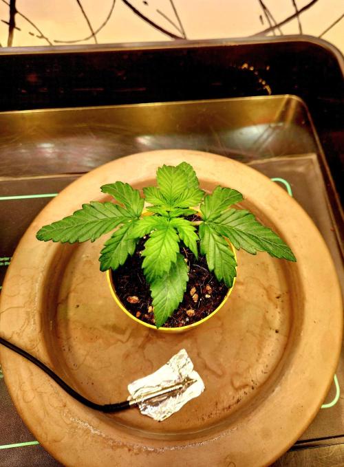 Fruits for summer I. Week 2