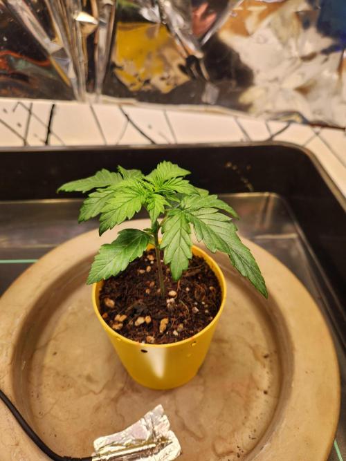 Fruits for summer I. Week 2