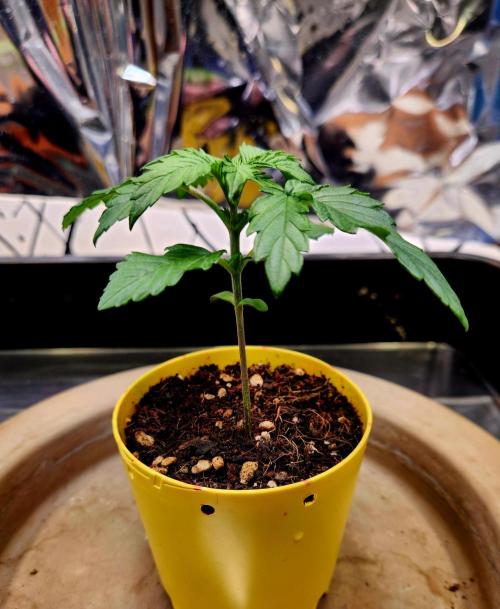 Fruits for summer I. Week 2