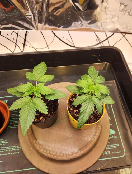 Fruits for summer I. Week 2