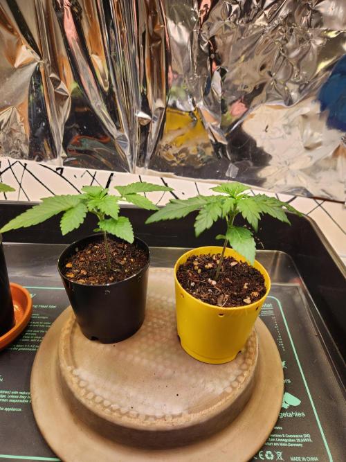 Fruits for summer I. Week 2