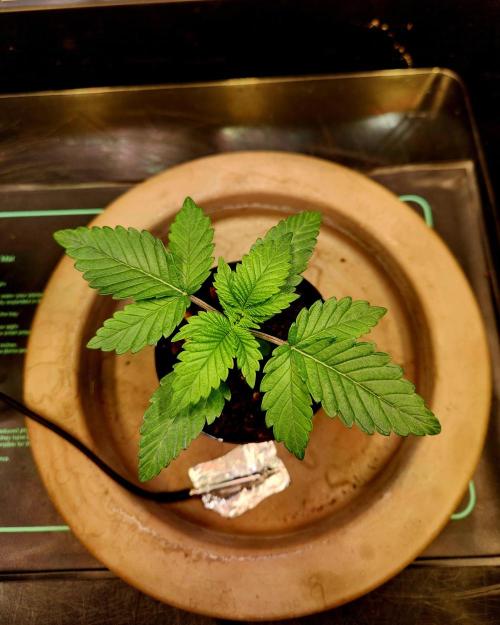 Fruits for summer II. Week 2