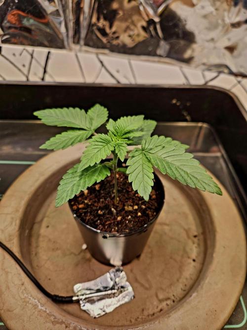 Fruits for summer II. Week 2