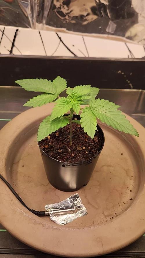 Fruits for summer II