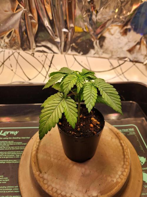 Fruits for summer II. Week 3