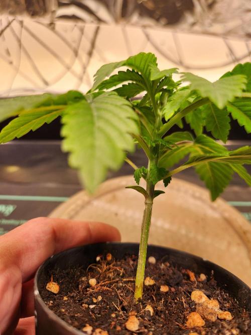 Fruits for summer II. Week 3