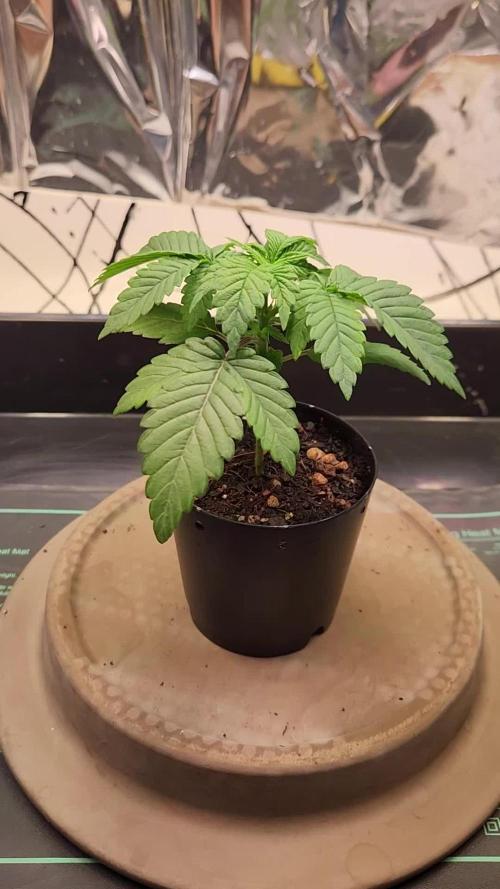 Fruits for summer II