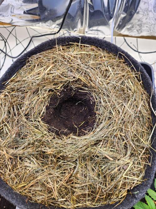 Fruits for summer II. Week 3