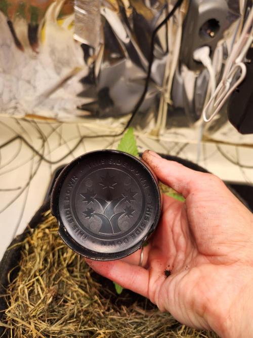 Fruits for summer II. Week 3