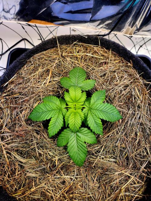 Fruits for summer II. Week 3