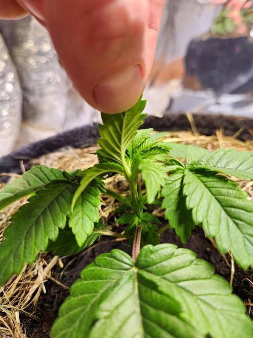 Fruits for summer II. Week 3